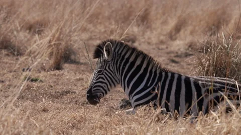 A 4K Video of a Zebra laying down in the grass and rolling scratching its self Stock Footage 200878252