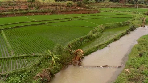 4k Vietnam rice fields Stock Footage 126098834