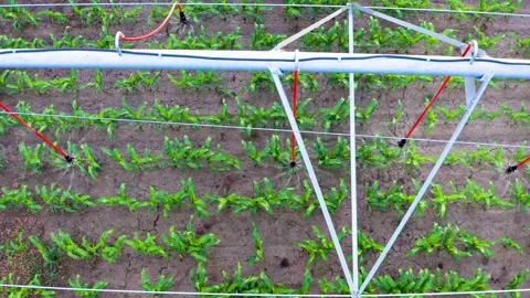 4K View From Above .Watering the Cornfield with a Sprinkler. Automatic Watering Stock Footage 197349093