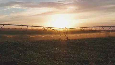 4K View From Above .Watering the Cornfield with a Sprinkler. Automatic Watering Stock Footage 197350681