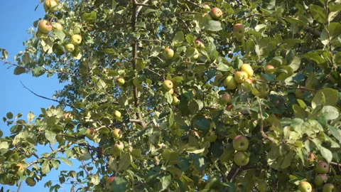 4K view of an apple tree with ripening apples Stock Footage 201239924