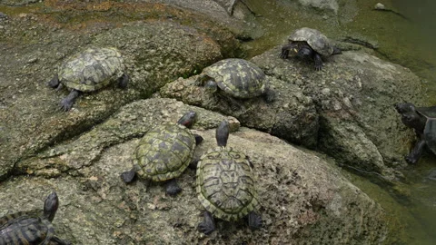 4K view of Asian pond turtles resting on rocks with one sliding into the water 스톡 동영상 337089982