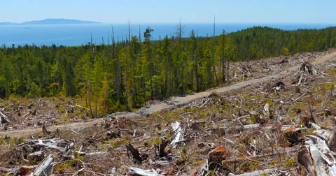 4K View of Beautiful Coast Pan Over to Ugly Deforested Logged Clearcut Stock Footage 51388779