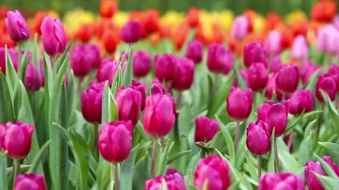 4K View Blooming Pink and Multi-Colored Tulips in a Spring Field Vídeos de archivo 334443825