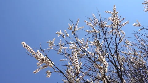4K view of a blossoming cherry tree Stock Footage 170540487