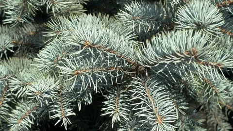 4K view of a Blue Spruce Branch moving in the light Wind Stock Footage 82330380