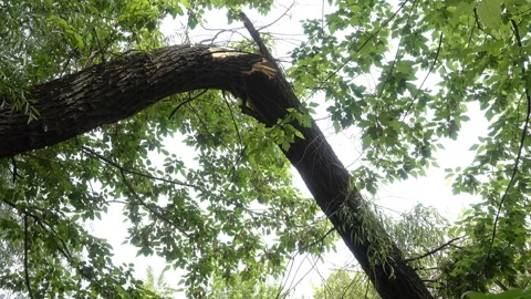 4K view of a broken tree trunk in the forest Stock Footage 130495763