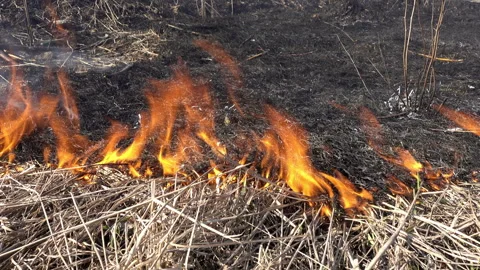 4K view of burning dry grass Stock-Footage 109232266