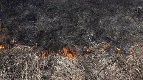 4K view of burning dry grass Stock Footage 127953690
