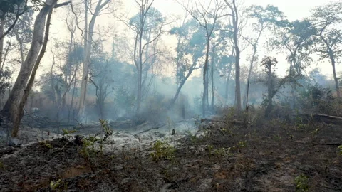 4K View of burnt forest in the Beng Per wildlife sanctuary, Cambodia. Stock Footage 149734936