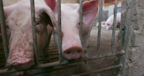4K view of caged pigs on cement flooring in a large scale industrial pig farm Stock Footage 69041426