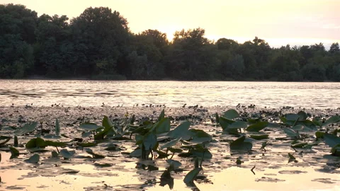 4K view of the calm flow of the river overgrown with water lilies Stock Footage 116270261