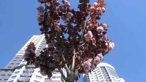 4K view of a cherry blossom branch Stock Footage 153996509
