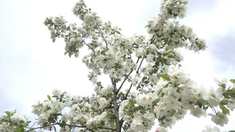 4K view of a cherry blossom branch Stock Footage 197014340