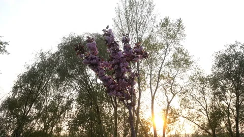 4K view on cherry or sakura blossom. Stock Footage 134288936