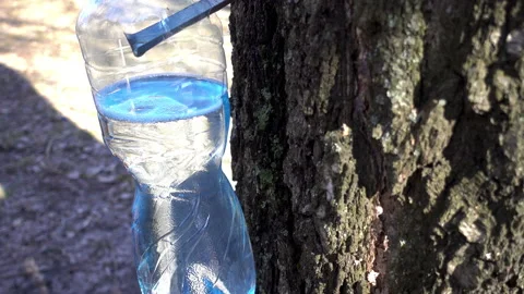 4K view of collection of birch sap. Video stock 88548603