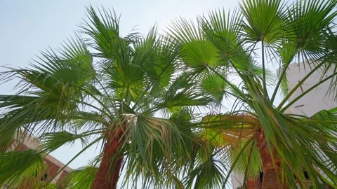 4k, view of the crowns of palm trees in the center of the old city Jeddah Stock Footage 248235468