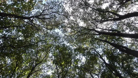 4k view of crowns tree with a path in a forest Stock Footage 115784586