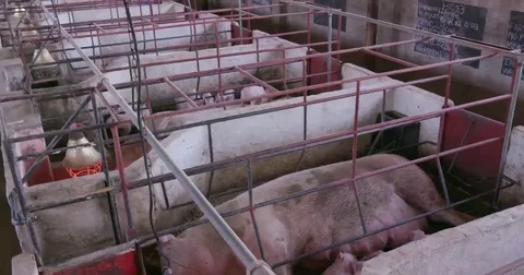 4K view of cute piglets and sows in an industrial large scale pig farm Stock Footage 69234445