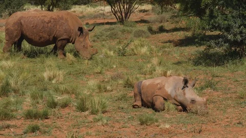 4K view of a cute white rhino calf lying down, then gets up and joins its mother Vídeo Stock 104570872