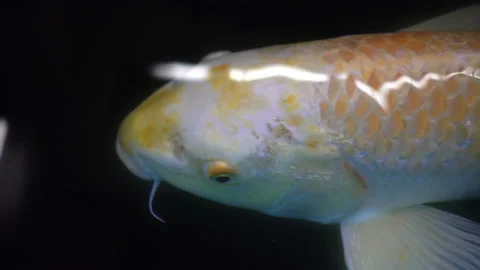 4K view of decorative carps fish or koi close-up Stock Footage 86465581