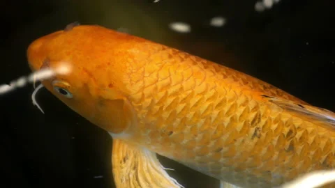 4K view of decorative carps fish or koi Stock Footage 86466467