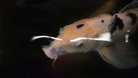 4K view of decorative fish floating in the water Stock Footage 86465497