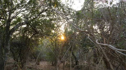 4K view of dense bushveld Gonarezhou National Park, Zimbabwe Video stock 102755818