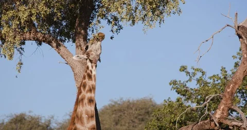 4K view of a desert giraffe stretching its neck to feed on vegetation with blye Video stock 102752862
