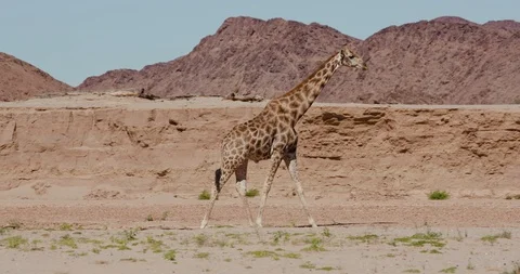 4K view of a desert giraffe walking in the Hoanib Valley,Namib Desert, Namibia Vídeo Stock 102753110