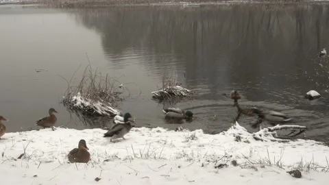 4K view of ducks swim in cold water and come to the snowy shore. Stock Footage 165657202