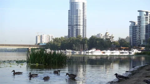 4K view of ducks swimming in the river near city buildings Stock Footage 137228429