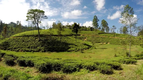 4K view from Ella Colombo train window passing beautiful tea plantations Sri Lan Video stock 329374601