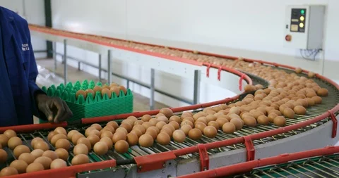 4K view of a factory worker sorting eggs on a conveyor belt at a large scale egg Vídeo Stock 95192174