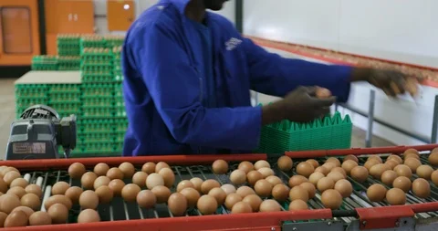 4K view of a factory worker sorting eggs on a conveyor belt at a large scale egg Stock Footage 95192202