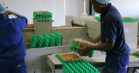 4K view of factory workers sorting eggs for transport to the packing house on a Stock Footage 95192297