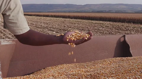 4K view of farmer scooping up harvested corn Stock Footage 64695402