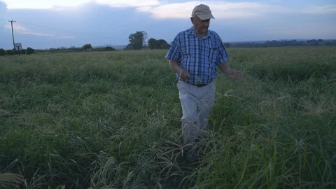 4K view of a farmer walking through a field of pasture grass Video stock 102771821