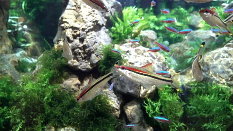 4K view of fish floating among stones and seaweed. Stock Footage 87255956