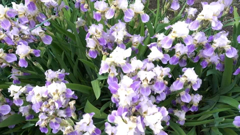 4K view of flowers swaying in the wind Stock Footage 170720290