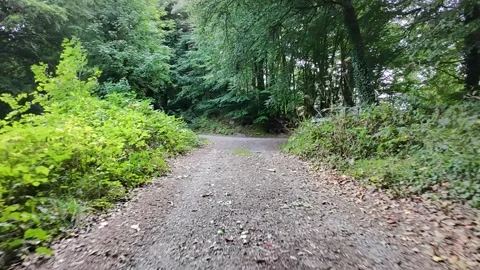 4K View of Forest Dirt Road Surrounded by Trees Stock Footage 337843485