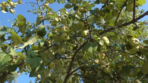 4K view of green apples on tree Stock Footage 187536011