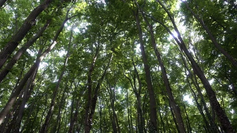 4K view of the green crowns of trees and sunlight Stock Footage 113349555