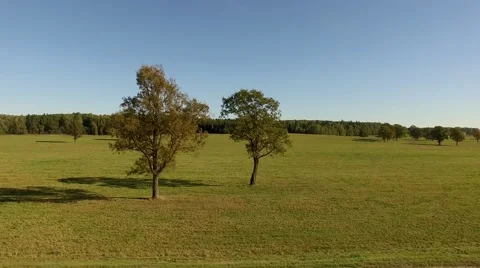 4K view of green fields. Tracking shot of summer trees and green meadow Stock Footage 55993811