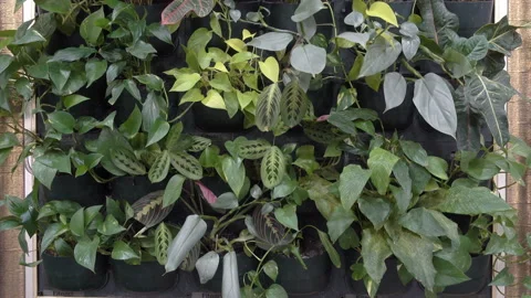 4K view of green leaves on a wall. Stock Footage 152607834