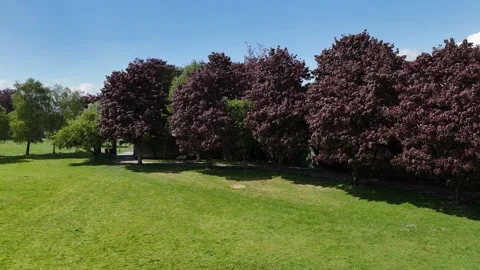 4K View of Green Meadow with Trees on a Sunny Day Видео 337845684
