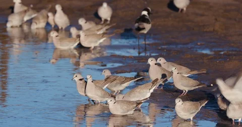 4K view of a group of ring-necked doves drinking water with their reflection in Stock Footage 95209425