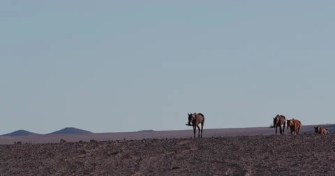 4K view of a group of wild horses walking towards the camera Vídeo Stock 64698432