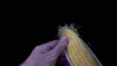 4K view of a hand peeling a raw corncob Stock Footage 177481924