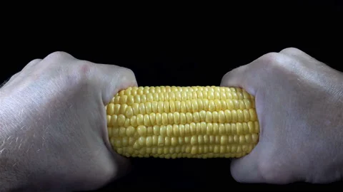 4K view of hands breaking ear of corn Stock Footage 142729108